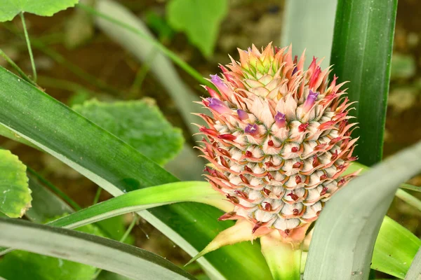 Cultivo Piña Con Flores Ananas Comosus Planta Tropical Familia Bromeliaceae —  Fotos de Stock