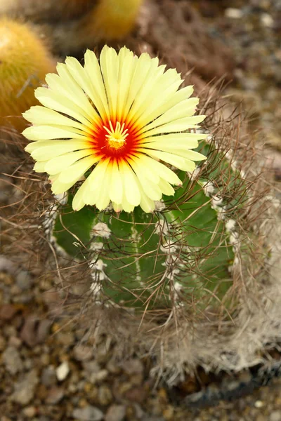 Flower of Astrophytum capricorne, goat\'s horn cactus, Cactaceae succulent plant native to the Coahuila regions of Northern Mexico.