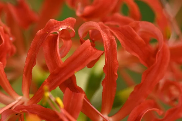 Lycoris Radiata Rote Spinne Rote Magie Auferstehungs Oder Hurrikanlilie Leichenblume — Stockfoto