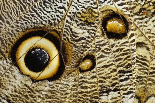 Uggla Fjäril Flygel Detalj Med Enorma Eyespots Som Liknar Ugglor — Stockfoto