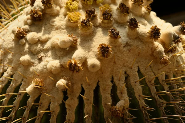 Giant Golden Barrel Cactus Viznaga Biznaga Dulce Μεγαλύτεροι Κάκτοι Βαρελιού — Φωτογραφία Αρχείου