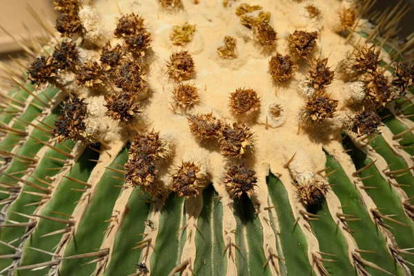 Gigante Cactus Barile Oro Viznaga Biznaga Dulce Cactus Barile Più — Foto Stock