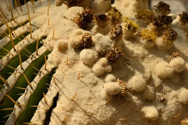 Giant Golden Barrel Cactus Viznaga Biznaga Dulce Largest Barrel Cacti — Stock Photo, Image