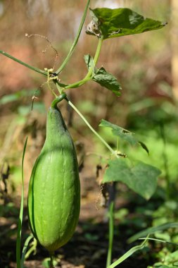 Luffa silindiri, banyolarda ve mutfaklarda sünger temizlemek için kullanılan tropikal asma ağacı meyvesi..