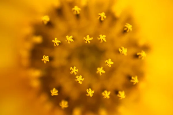 Detalhes Das Flores Alcachofra Jerusalém Helianthus Tuberosus Unroot Sunchoke Girassol — Fotografia de Stock