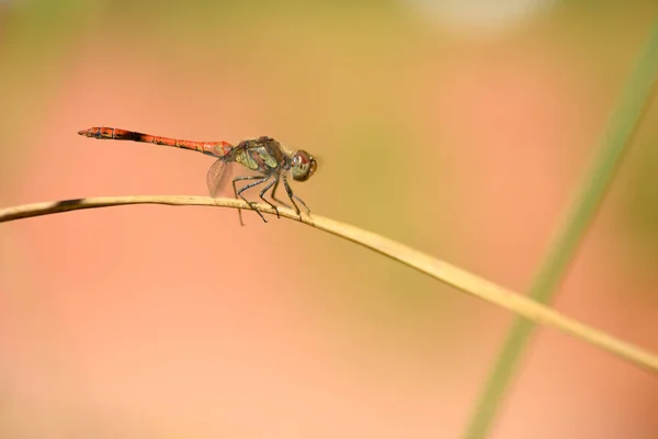 Rode Libel Hangend Riet Koesterend Zon — Stockfoto