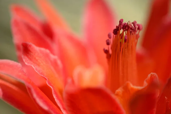 Disocactus Czerwony Kwiat Szczegół Grupy Pistil — Zdjęcie stockowe