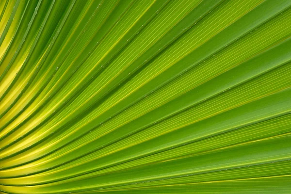 太陽光を背景にしたヤシの葉の詳細 — ストック写真