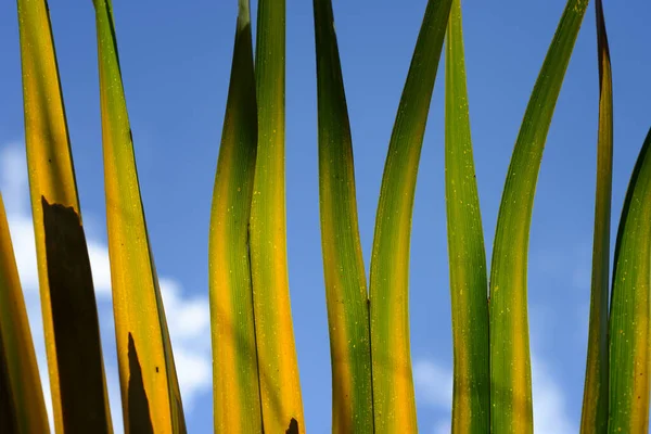 Detail Palm Leaf Sun Light Background — Stock Photo, Image