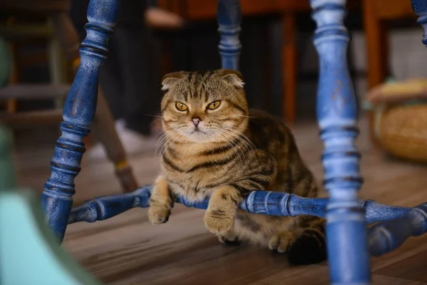 Nahaufnahme Kleine Katze Auf Dem Boden Tiercafé — Stockfoto