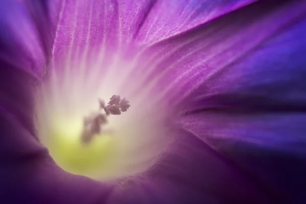 Flor violeta — Fotografia de Stock