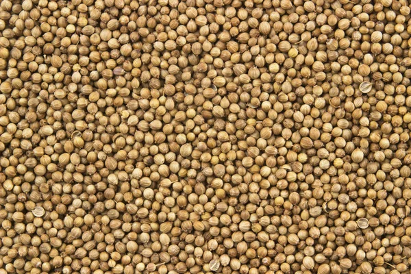 Coriander Royalty Free Stock Photos