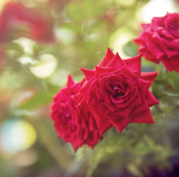 Rosas — Fotografia de Stock