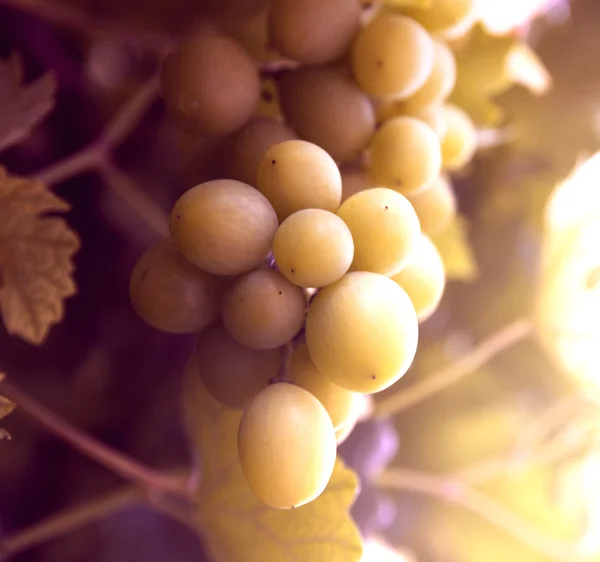 Урожай винограду — стокове фото