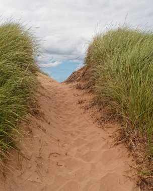 A footpath among the sand dunes. 