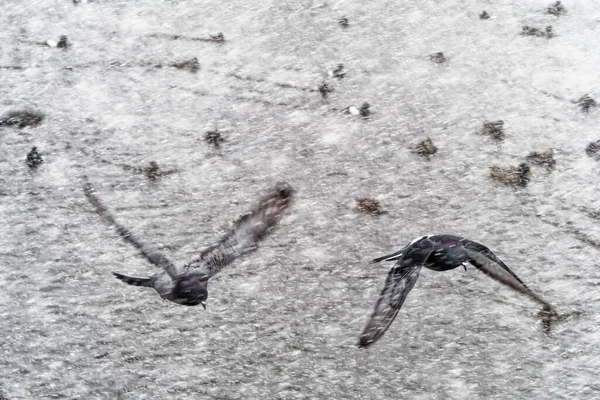 Feral Pigeon Livia Domestica Flying Extreme Snowsquall — Stockfoto