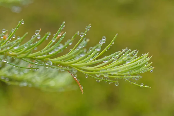 Water Droplets Larch Tree Needles — стоковое фото