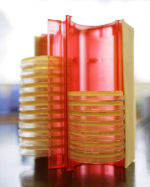 Laboratuvar tezgahında bir Petri kabı rafı.