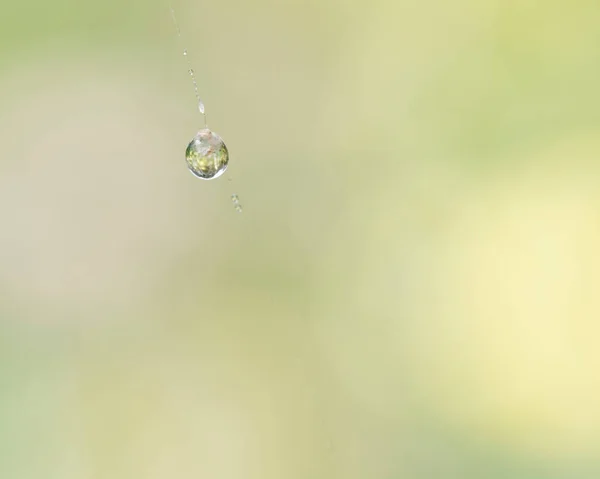 Grasshopper Caught Spider Web Environmentally Friendly Pest Management Approach — Stock Photo, Image