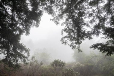 Güçlü sislerin içinde boğulan gizemli ıslak orman.
