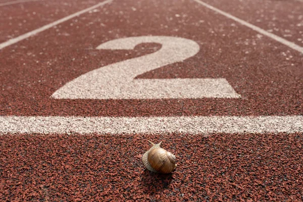 Caracol Bonito Fica Uma Posição Inicial Uma Pista Corrida Vermelha — Fotografia de Stock