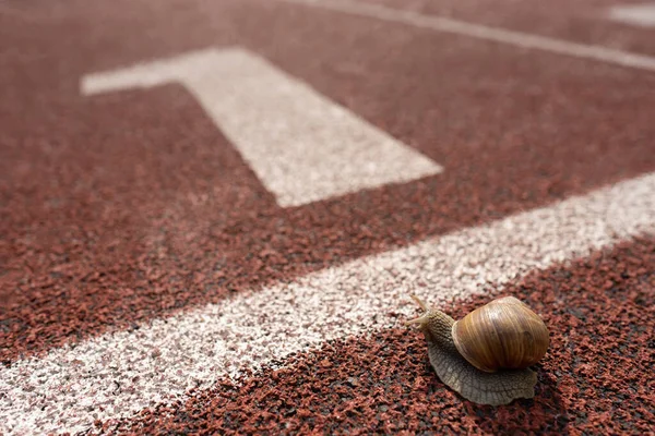 Caracol Está Uma Posição Inicial Uma Pista Vermelha Número Estádio — Fotografia de Stock