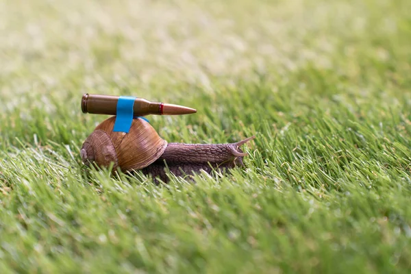 풀밭에 달팽이가 그것은 가벼운 푸른색 테이프 껍질에 고정시켜 탄환에 선택적 — 스톡 사진