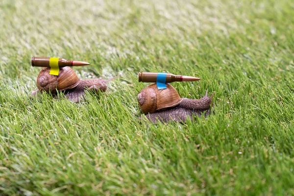 Moedige Slakken Groen Gras Buiten Dragen Kogels Die Bevestigd Zijn — Stockfoto