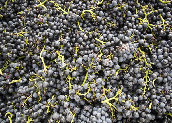 Wine grapes. — Stock Photo, Image