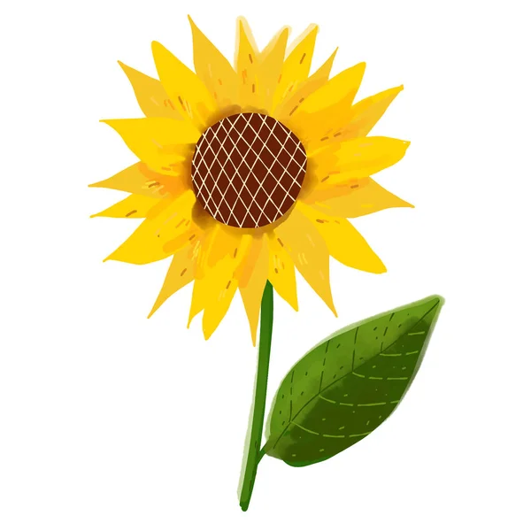 Sunflower flower illustration isolated on white background — Stock Vector