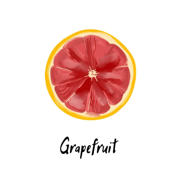 Illustration Der Grapefruitscheibe Einem Aquarell Stil Isoliert — Stockvektor