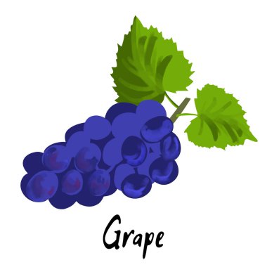 Beyaz arkaplanda izole edilmiş mavi üzümlerin tasviri.