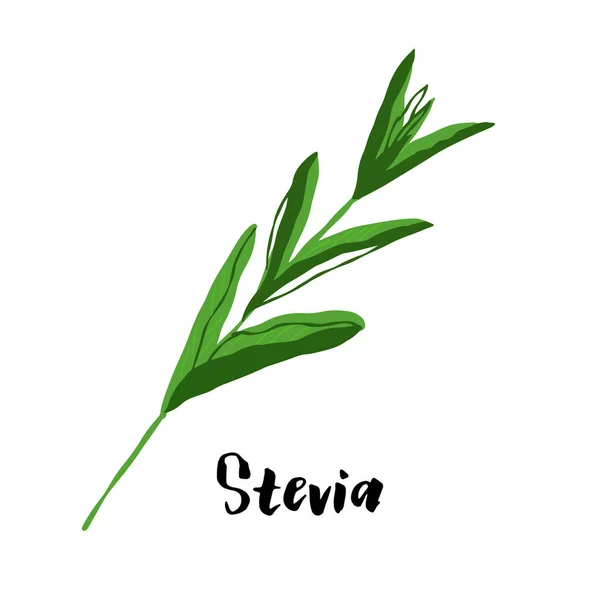 Illustrazione Stevia Base Erbe Isolato Sfondo Bianco — Foto Stock