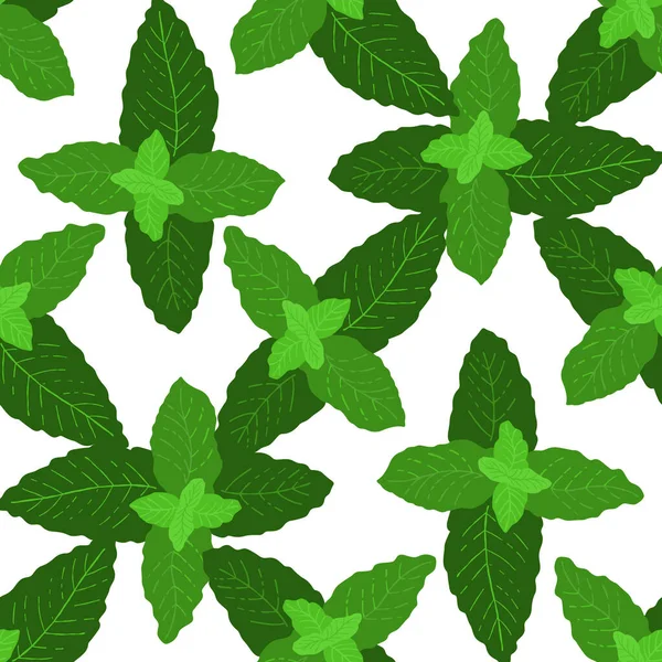 白底草本植物薄荷图解无缝图案 — 图库矢量图片