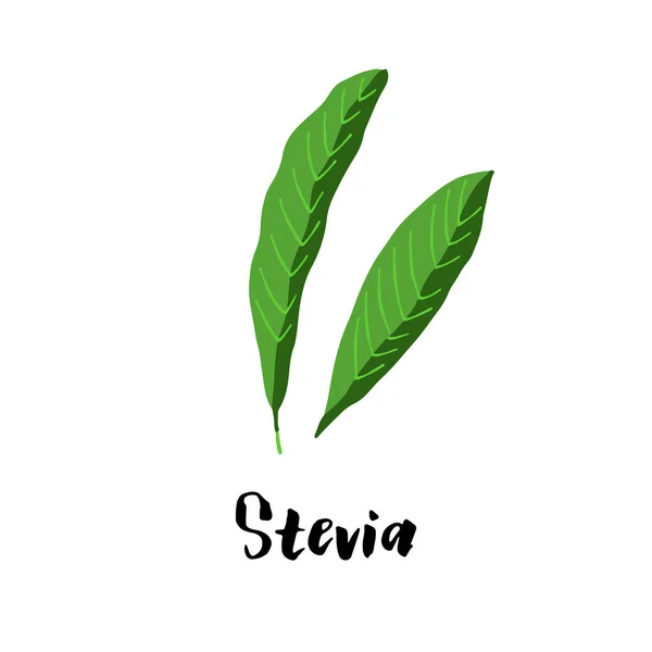 Herbal Stevia Illustration Isoliert Auf Weißem Hintergrund — Stockfoto