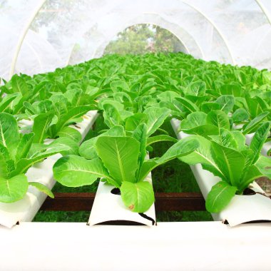 Hydroponic saç ekimi
