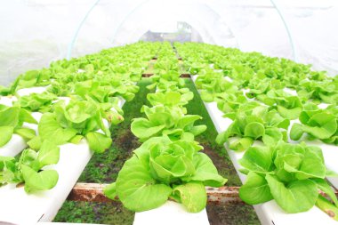 sera içinde büyüyen hydroponic sebzeler