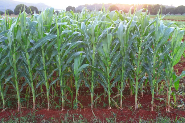 Primer plano de un campo de maíz listo para la cosecha —  Fotos de Stock