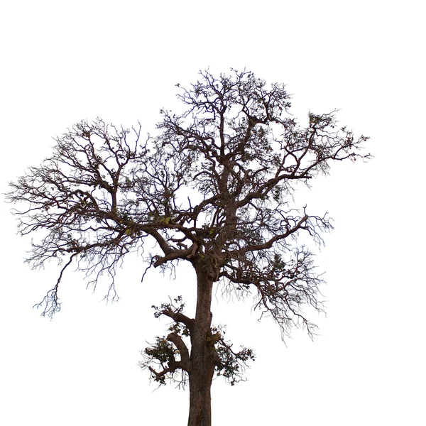 Мертве і сухе дерево ізольовано на білому тлі — стокове фото