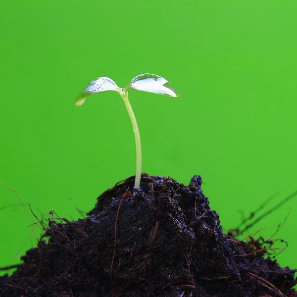 yeşil küçük bitki yeni yaşam konsepti