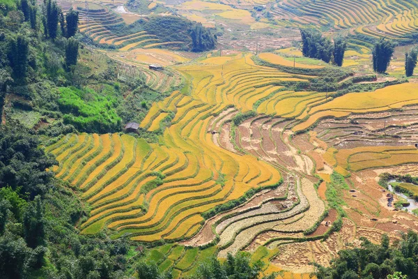Rice teraslar halinde Kuzey Vietnam