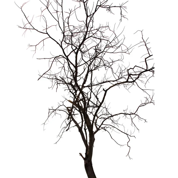 Tree on a white background in high definition — Stock Photo, Image