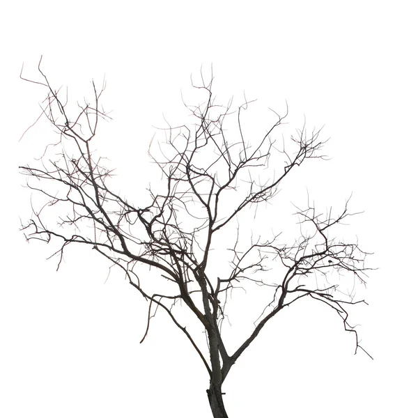 ölü ağaç yaprakları olmadan