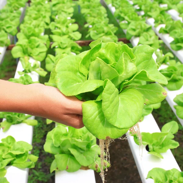 庭で手に水耕野菜 — ストック写真