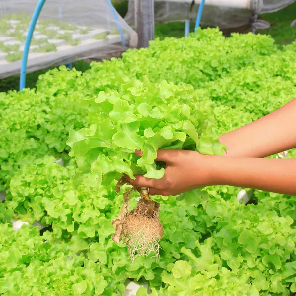 Hydroponic vegetable (Green Oak) in farm — Stock Photo, Image