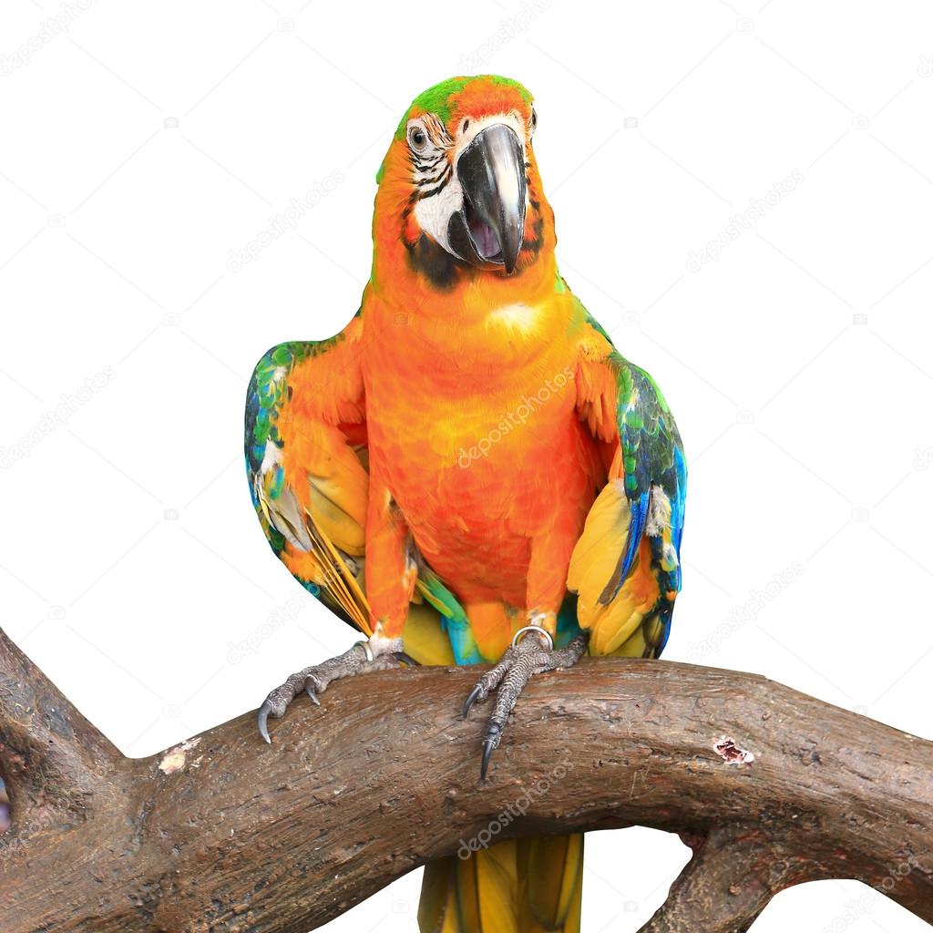Colorful red parrot macaw isolated on white background