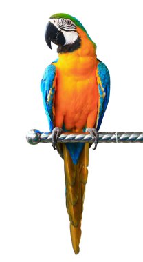 Colorful red parrot macaw isolated on white background clipart