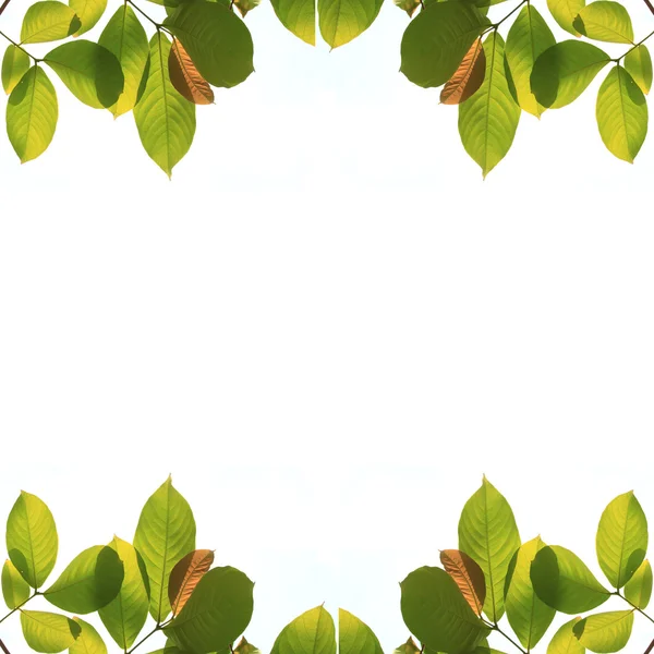 Beyaz arkaplanda yeşil yaprak izole edildi