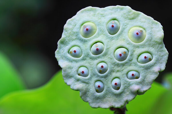 Lotus seeds green