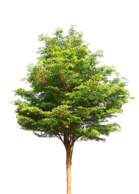 Yüksek çözünürlüklü beyaz arka planda tam yeşil ağaç